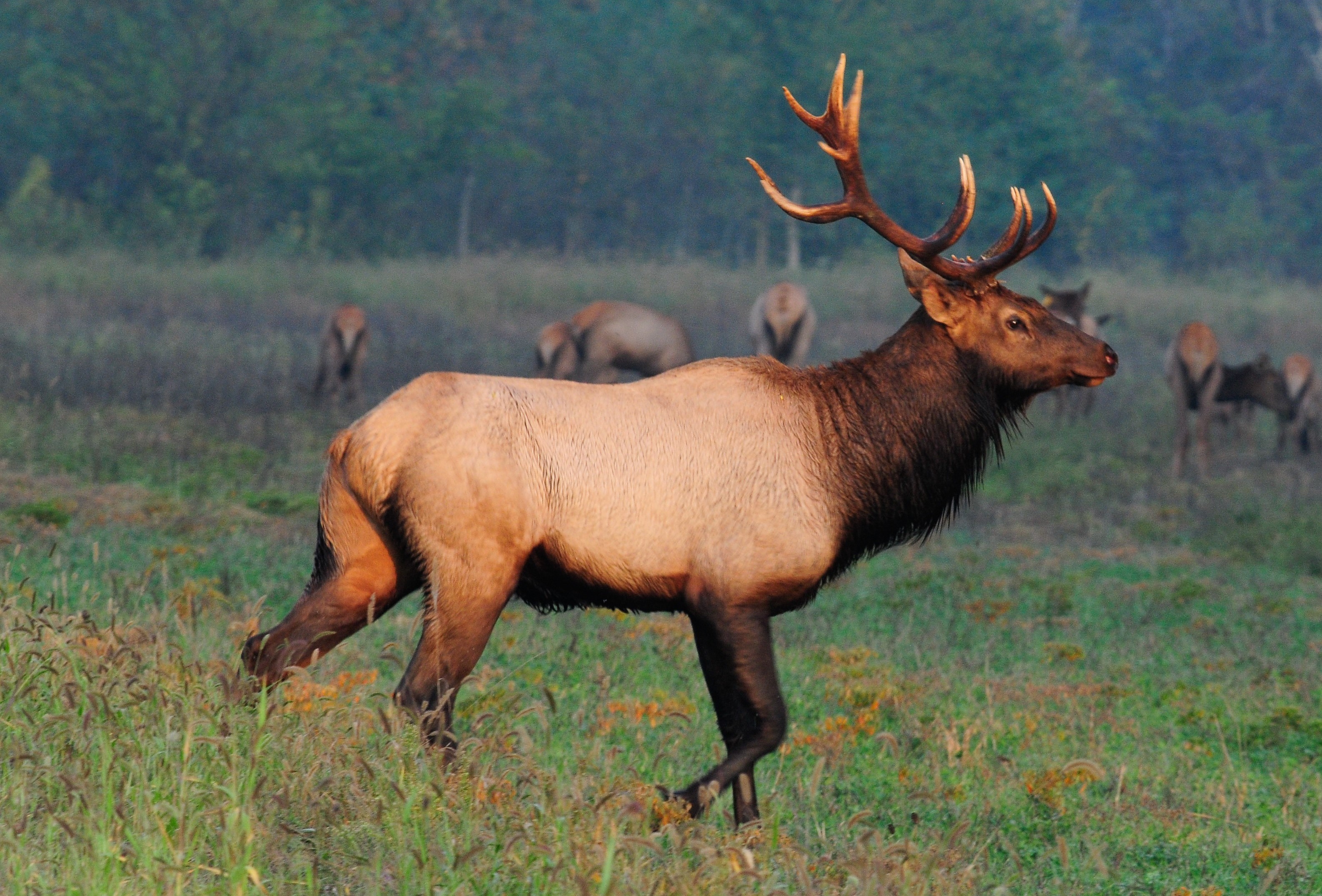 Elk Tours an Outdoor Experience in Southeast Missouri